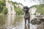 male Royal Standard Poodle