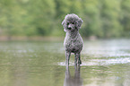 male Royal Standard Poodle