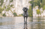 male Royal Standard Poodle