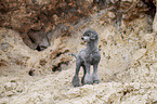male Royal Standard Poodle