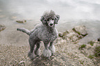 male Royal Standard Poodle