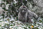 male Royal Standard Poodle