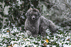 male Royal Standard Poodle