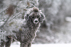 male Royal Standard Poodle