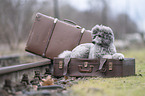 male Royal Standard Poodle