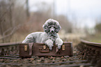 male Royal Standard Poodle