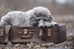 male Royal Standard Poodle