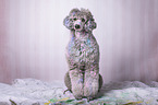 male Royal Standard Poodle