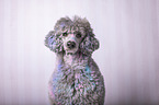 male Royal Standard Poodle