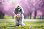 female Royal Standard Poodle