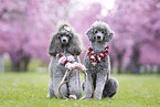 female Royal Standard Poodles
