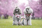 female Royal Standard Poodles