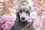 female Royal Standard Poodle