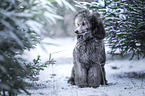 female Royal Standard Poodle