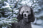 female Royal Standard Poodle