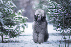 male Royal Standard Poodle