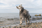 male Royal Standard Poodle