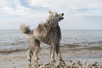 male Royal Standard Poodle