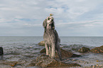 male Royal Standard Poodle