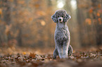 male Royal Standard Poodle