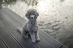 male Royal Standard Poodle