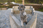 male Royal Standard Poodle