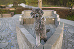 male Royal Standard Poodle