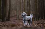 male Royal Standard Poodle