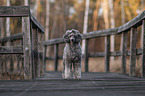 male Royal Standard Poodle