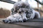 male Royal Standard Poodle