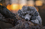 male Royal Standard Poodle