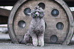 male Royal Standard Poodle