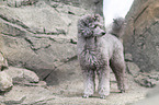 male Royal Standard Poodle