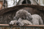 male Royal Standard Poodle