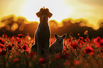 male Royal Standard Poodle