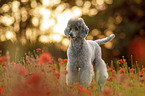 male Royal Standard Poodle