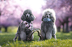 Royal Standard Poodle