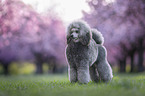 Royal Standard Poodle