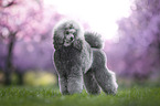 Royal Standard Poodle