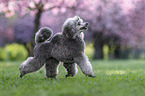 Royal Standard Poodle