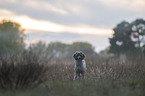 Royal Standard Poodle