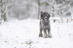 Royal Standard Poodle