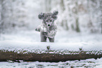 Royal Standard Poodle