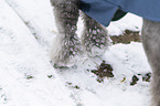 Royal Standard Poodle