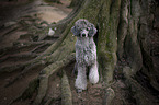 Royal Standard Poodle