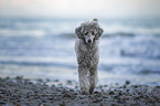 Royal Standard Poodle