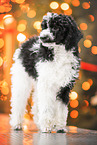 Standard Poodle