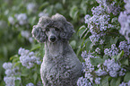 Royal Standard Poodle