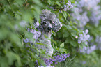 Royal Standard Poodle