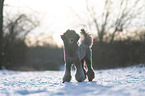 Royal Standard Poodle